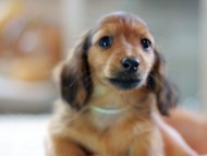 Kaninchen-Dachshund0931