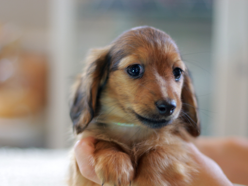 カニンヘン ダックスフンド ノン&パッションの子犬 レッド 女の子（2）