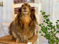 Kaninchen-Dachshund094 Kaninchen-Dachshund094