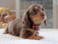 Kaninchen-Dachshund0942