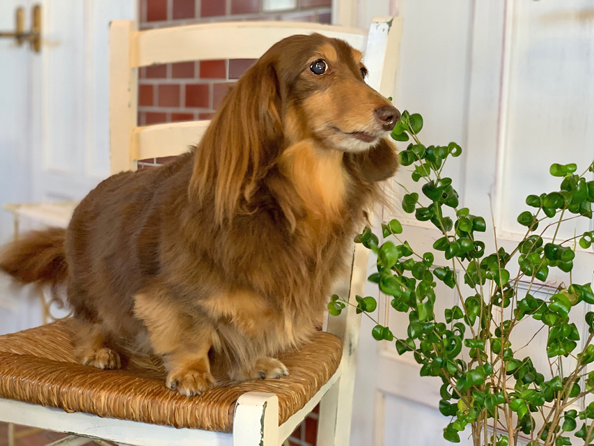 カニンヘン ダックスフンド 武蔵と小梅の子