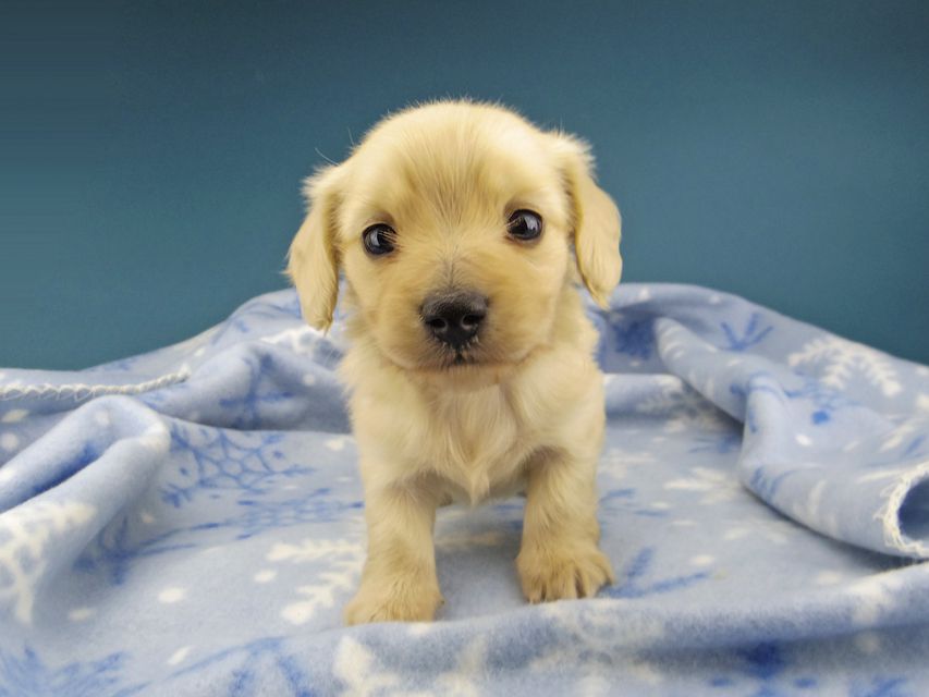 カニンヘン ダックスフンド まめ & 竹千代CHの子犬 イエロー 男の子