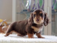 Kaninchen-Dachshund0964 Kaninchen-Dachshund0964