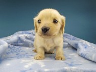 Kaninchen-Dachshund0966