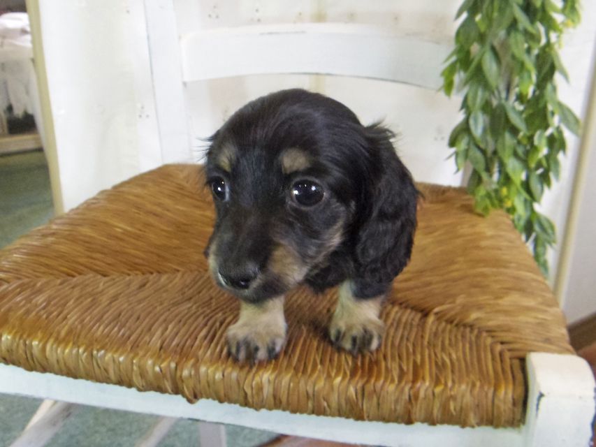 カニンヘン ダックスフンド シール & ブルース ブラックイエロー（ブラッククリーム） 女の子