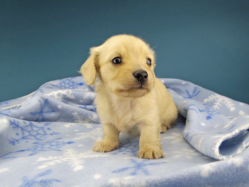 カニンヘン ダックスフンド まめ & 竹千代CHの子犬 イエロー 男の子