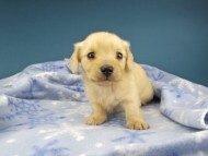 Kaninchen-Dachshund0971