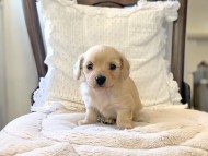 Kaninchen-Dachshund097