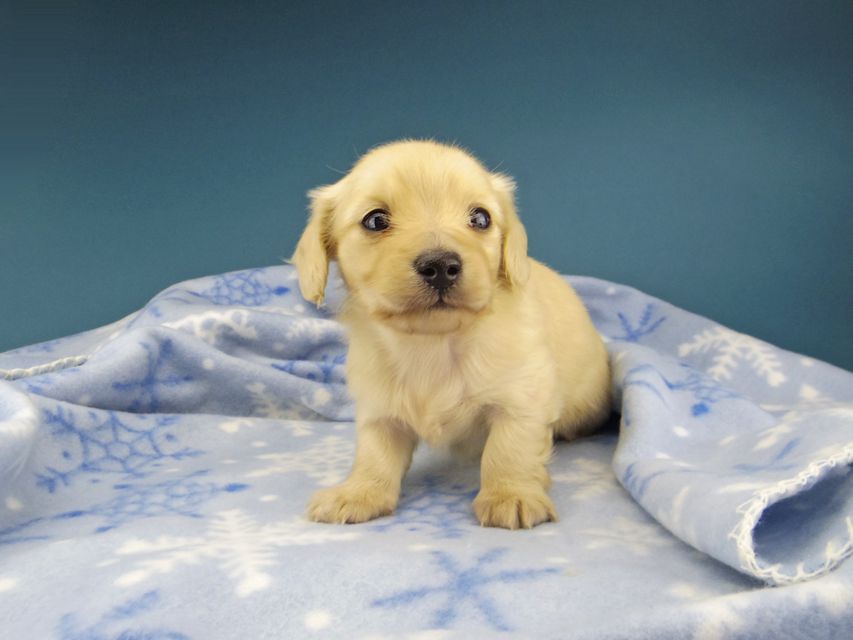 カニンヘン ダックスフンド まめ & 竹千代CHの子犬 イエロー 男の子