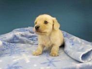 Kaninchen-Dachshund0976