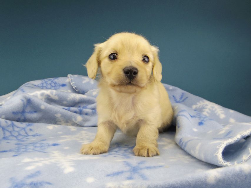 カニンヘン ダックスフンド まめ & 竹千代CHの子犬 イエロー 男の子