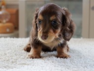 Kaninchen-Dachshund0978