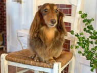 Kaninchen-Dachshund098 Kaninchen-Dachshund098