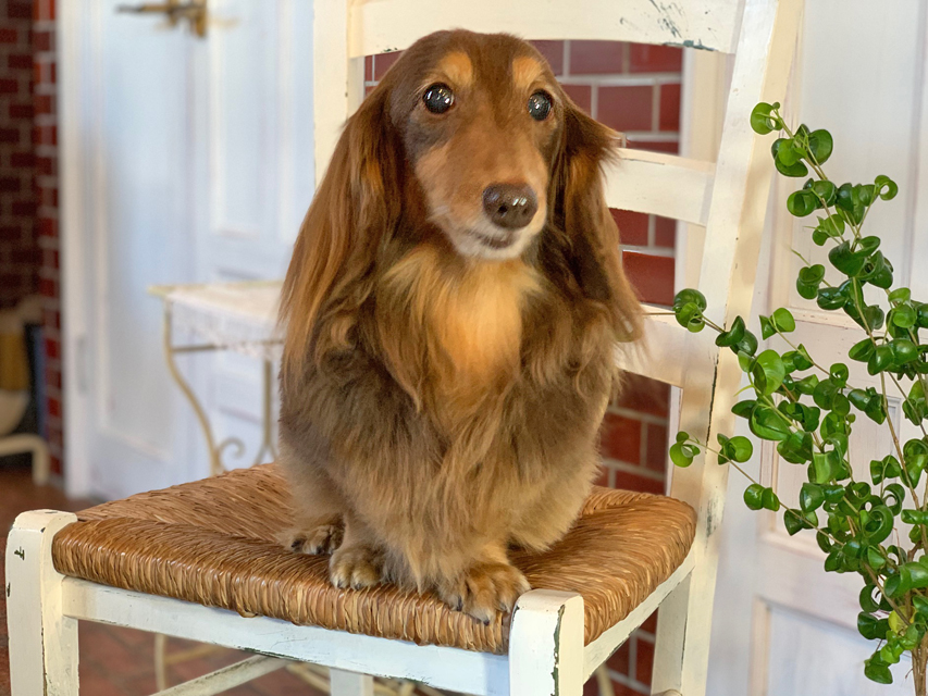 カニンヘン ダックスフンド 武蔵と小梅の子