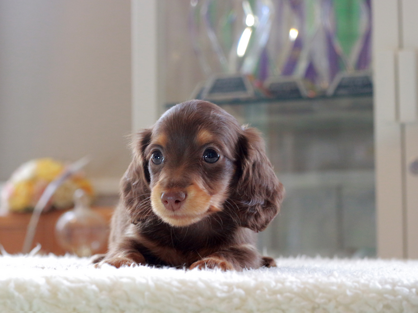 カニンヘン ダックスフンド ナンシー&スルガの子犬 チョコタン 女の子(3)