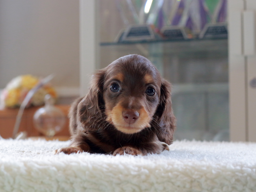 カニンヘン ダックスフンド ナンシー&スルガの子犬 チョコタン 女の子(3)