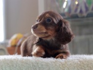 Kaninchen-Dachshund0993