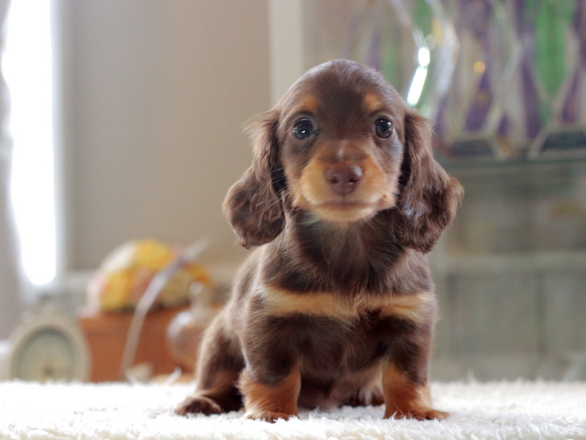 カニンヘン ダックスフンド ナンシー&スルガの子犬 チョコタン 女の子(3)