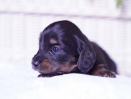 Kaninchen-Dachshund10