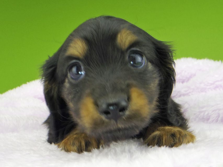 カニンヘン ダックスフンド ココcs & ブルースの子犬 ブラックタン 男の子(2)Kaninchen-Dachshund10023 カニンヘン ダックスフンド ココcs & ブルースの子犬 ブラックタン 男の子(2)