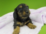 Kaninchen-Dachshund10025