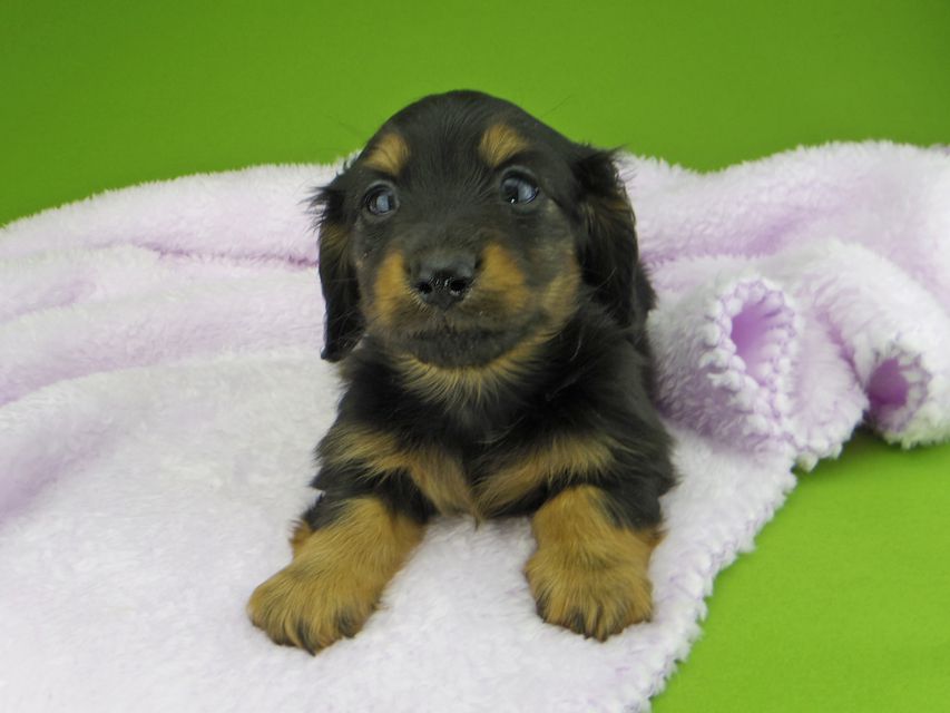 カニンヘン ダックスフンド ココcs & ブルースの子犬 ブラックタン 男の子(2)Kaninchen-Dachshund10037 カニンヘン ダックスフンド ココcs & ブルースの子犬 ブラックタン 男の子(2)