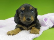 Kaninchen-Dachshund10047