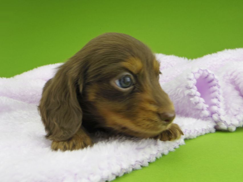 カニンヘン ダックスフンド ココcs & ブルースの子犬 チョコタン 女の子(1)Kaninchen-Dachshund10073 カニンヘン ダックスフンド ココcs & ブルースの子犬 チョコタン 女の子(1)