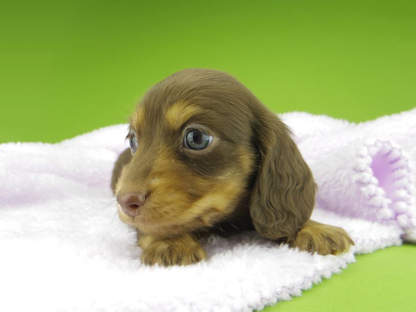 カニンヘン ダックスフンド ココcs & ブルースの子犬 チョコタン 女の子(1)Kaninchen-Dachshund10074 カニンヘン ダックスフンド ココcs & ブルースの子犬 チョコタン 女の子(1)