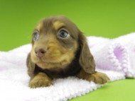 Kaninchen-Dachshund10076