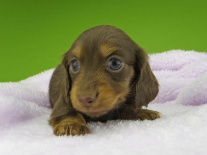 カニンヘン ダックスフンド ココcs & ブルースの子犬 チョコタン 女の子（2）