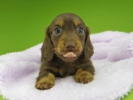 Kaninchen-Dachshund10087 Kaninchen-Dachshund10087