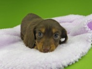 Kaninchen-Dachshund10089 Kaninchen-Dachshund10089