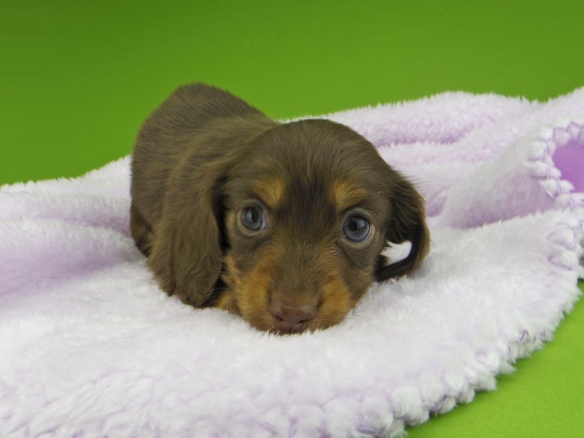 カニンヘン ダックスフンド ココcs & ブルースの子犬 チョコタン 女の子（2）