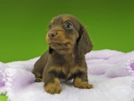 Kaninchen-Dachshund10093 Kaninchen-Dachshund10093