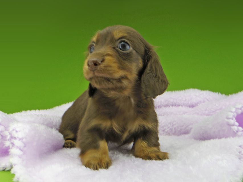 カニンヘン ダックスフンド ココcs & ブルースの子犬 チョコタン 女の子（2）