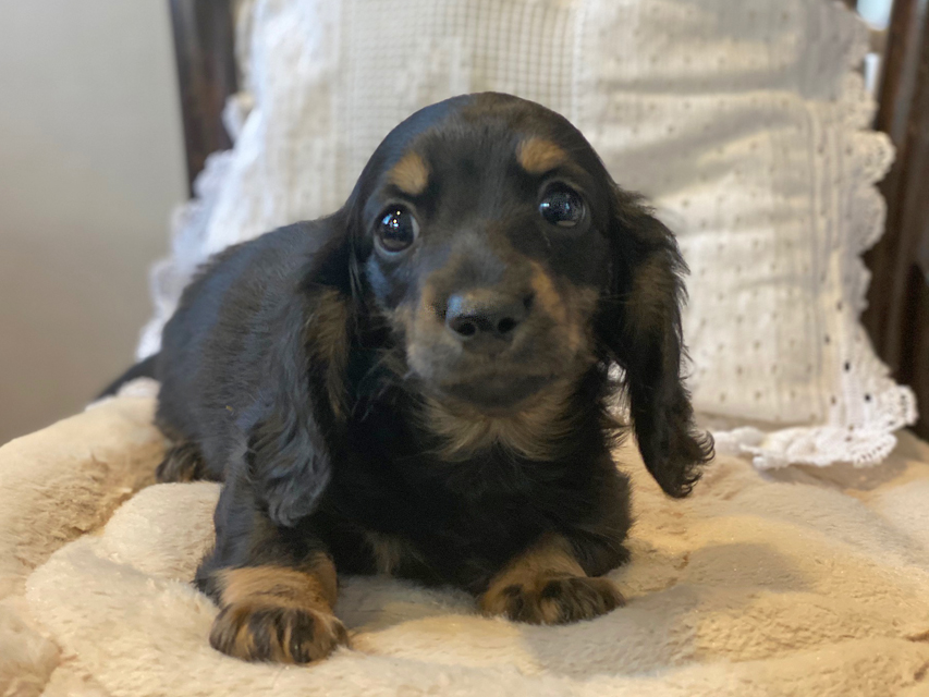 KT & ブルースの子犬 ブラックイエロー(ブラッククリーム) 男の子Kaninchen-Dachshund101 KT & ブルースの子犬 ブラックイエロー(ブラッククリーム) 男の子