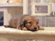 Kaninchen-Dachshund1012