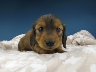 Kaninchen-Dachshund1019