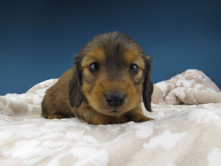 カニンヘン ダックスフンド トマト & オスカーの子犬 レッド 男の子