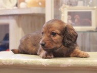 Kaninchen-Dachshund1019