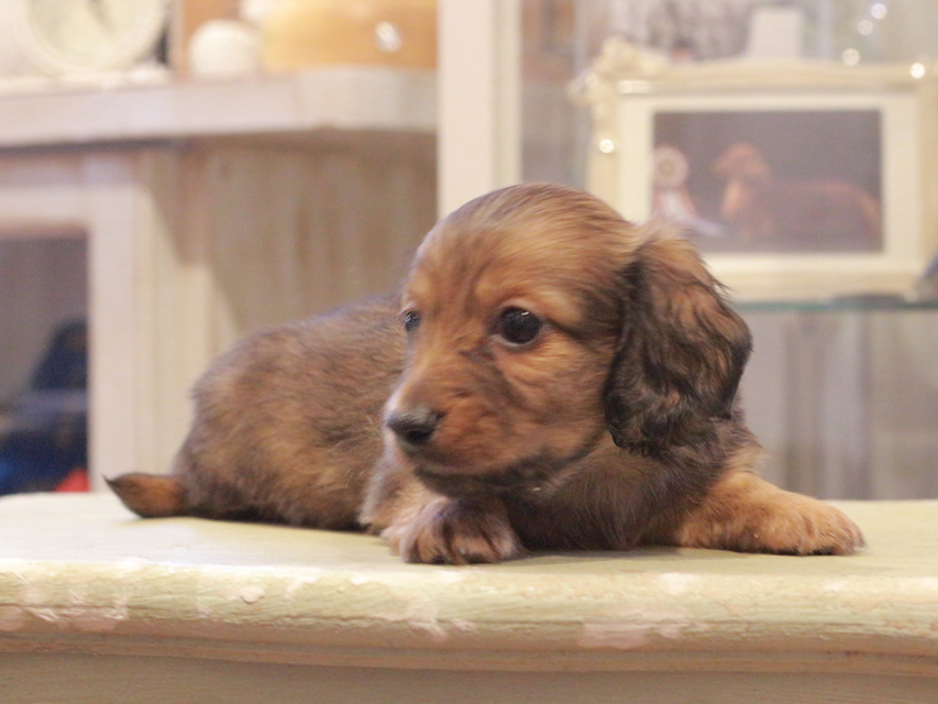 カニンヘン ダックスフンド ユーツー&スカッシュの子犬 レッド 男の子