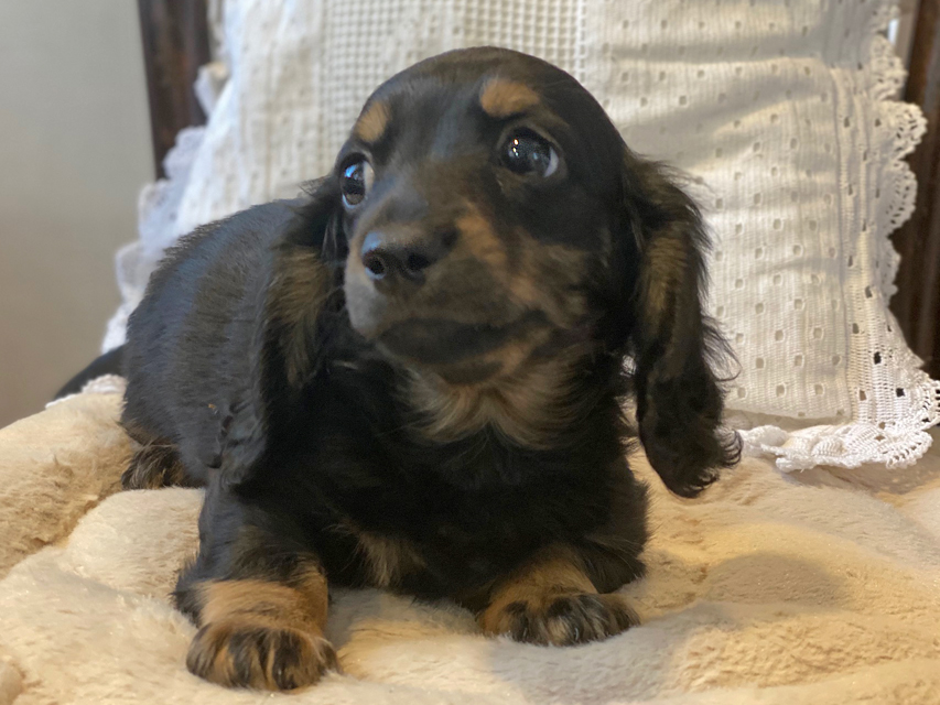 KT & ブルースの子犬 ブラックイエロー(ブラッククリーム) 男の子Kaninchen-Dachshund102 KT & ブルースの子犬 ブラックイエロー(ブラッククリーム) 男の子