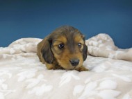 Kaninchen-Dachshund1024