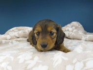 Kaninchen-Dachshund1025