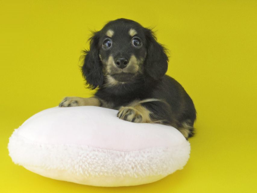 カニンヘン ダックスフンド プラム & ナイトの子犬 ブラックイエロー（ブラッククリーム） 女の子