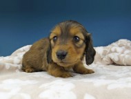Kaninchen-Dachshund1027