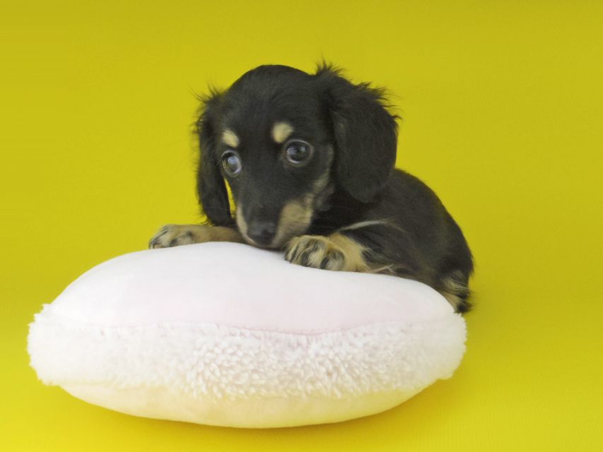 カニンヘン ダックスフンド プラム & ナイトの子犬 ブラックイエロー（ブラッククリーム） 女の子