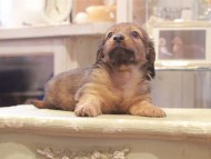 Kaninchen-Dachshund1028