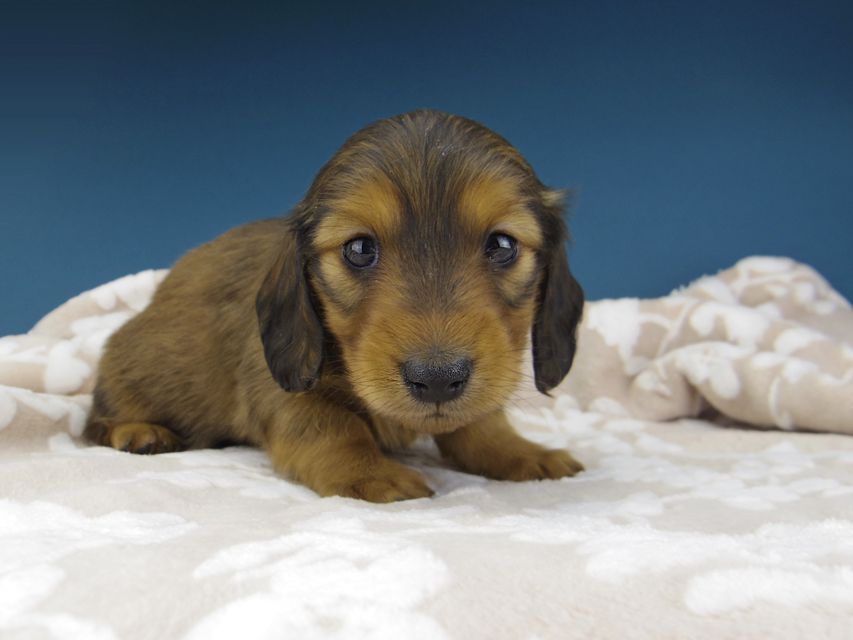 カニンヘン ダックスフンド トマト & オスカーの子犬 レッド 男の子